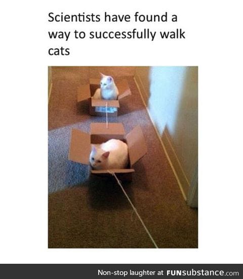 How to walk your cat