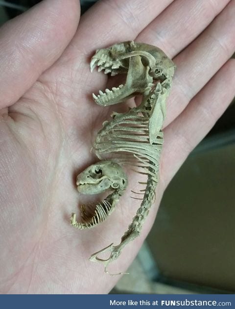 Partial skeleton of a mother and fetal fruit bat