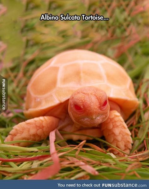 Very unique tortoise