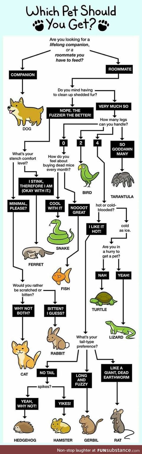 Which pet should you get?