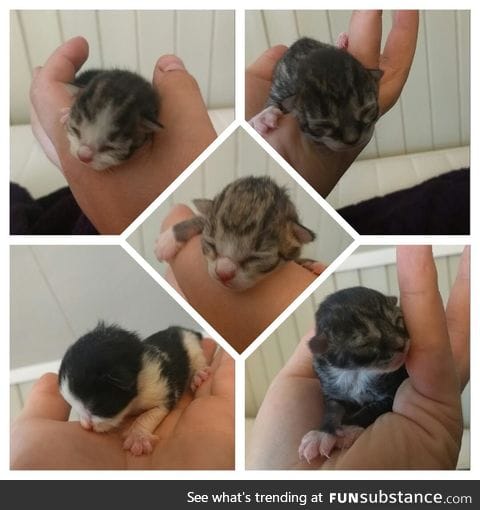 My cat just made these! What should I call them?