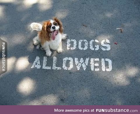 Dogs allowed