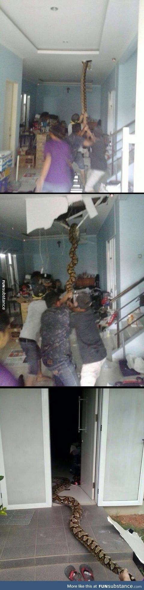 Snake pulled from the ceiling