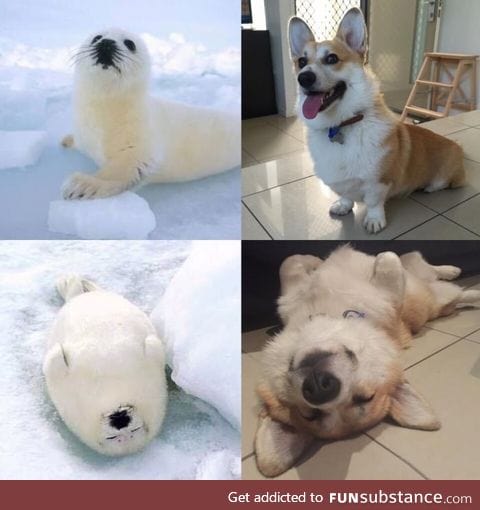 Corgis, basically just land-seals