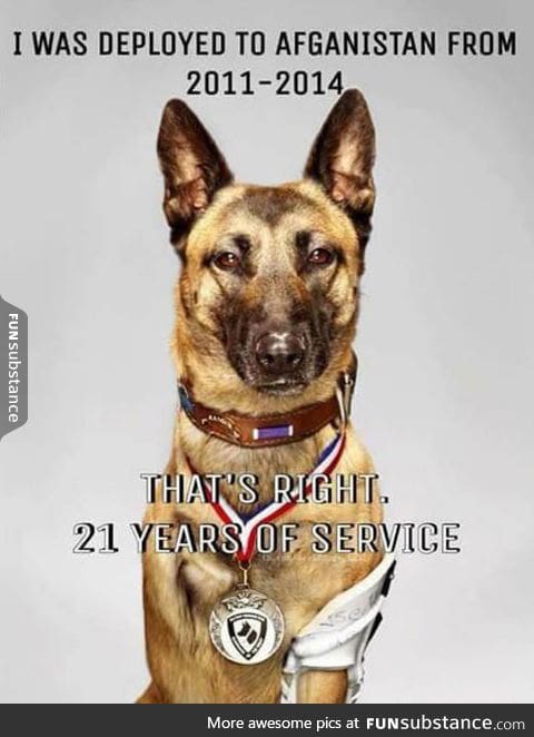 A true dog hero