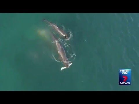 Whales hunting a shark down