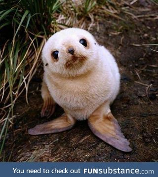 I didn't know baby seals looked like this