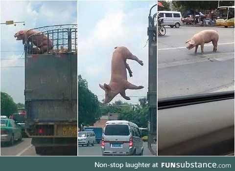 This pig was willing to risk it all for the sake of freedom