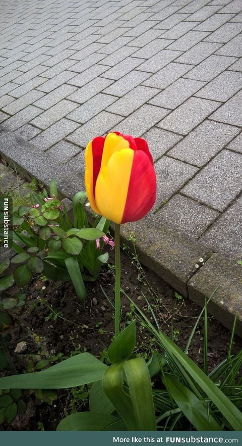 The coloring of this tulip