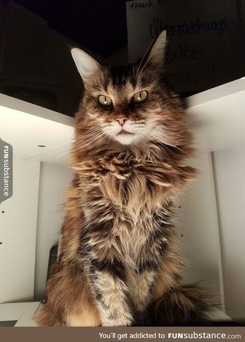 Cat decided to become a supervillain