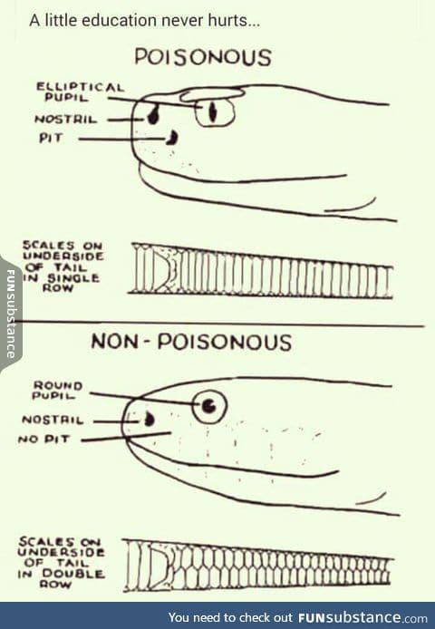 How to spot a poisonous snake