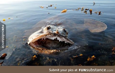 This is the Lophius fish, also known as fish-frog, monkfish and sea-devil