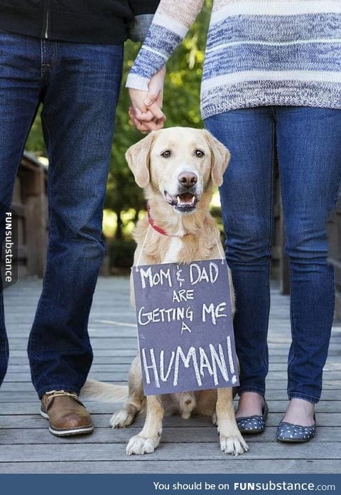 A Dog's Perspective on Human Baby