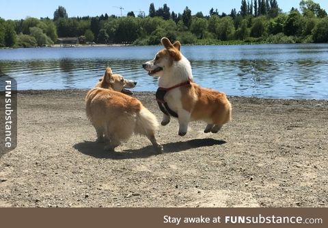 Behold, the levitating corgi puppy