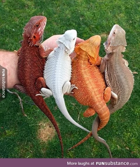 Colorful dragons