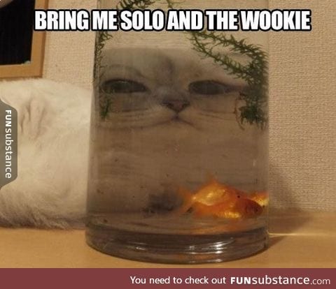 Jabba the Cat