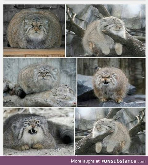 Bad day? Just google "Pallas cat"