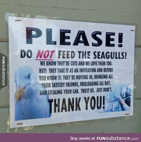 Don't Feed The Seagulls