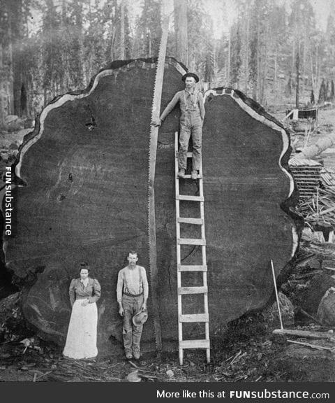 California redwood loggers, early 20th century