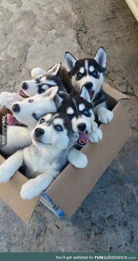 A box of siberian pupkakes