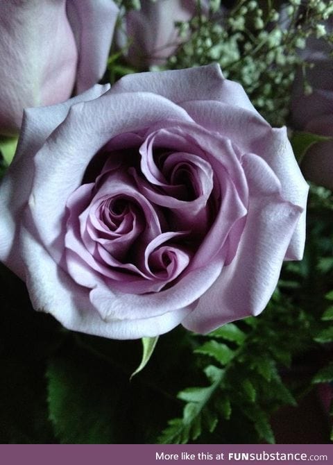 Triple spiral rose