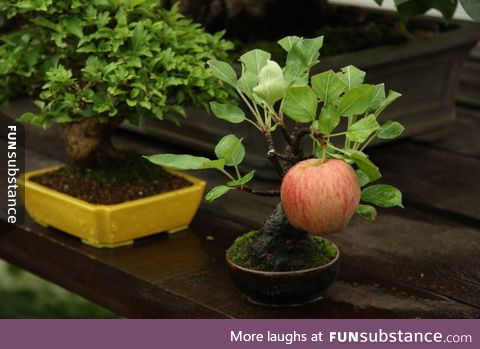 Bonsai apple tree