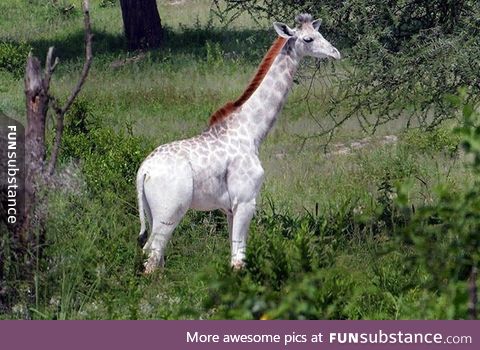 White Giraffe spotted in Kenya