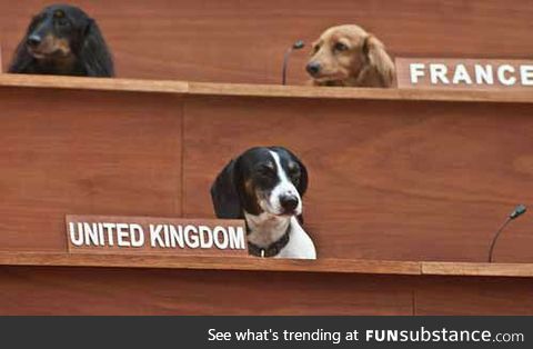 The United Dogs meeting