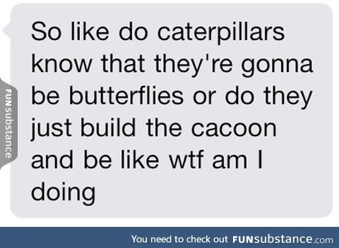 I've Always Wondered This About Caterpillars