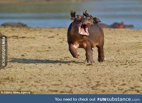 A young hippo panics as oxpeckers land on it