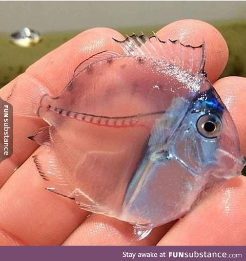 A fully transparent fish