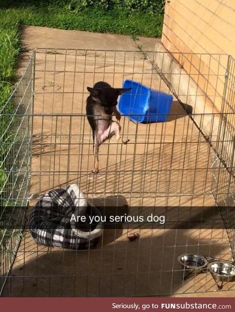 Prison break dog edition