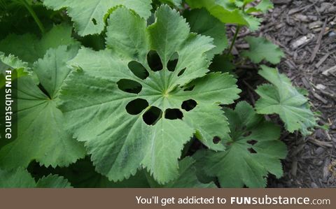 Something ate through this mallow leaf before it opened