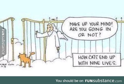 How cats end up with nine lives