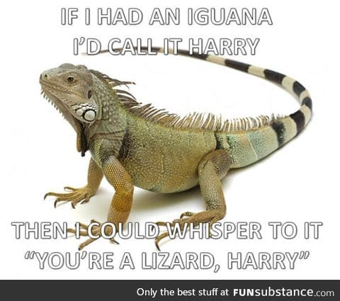 My magical iguana