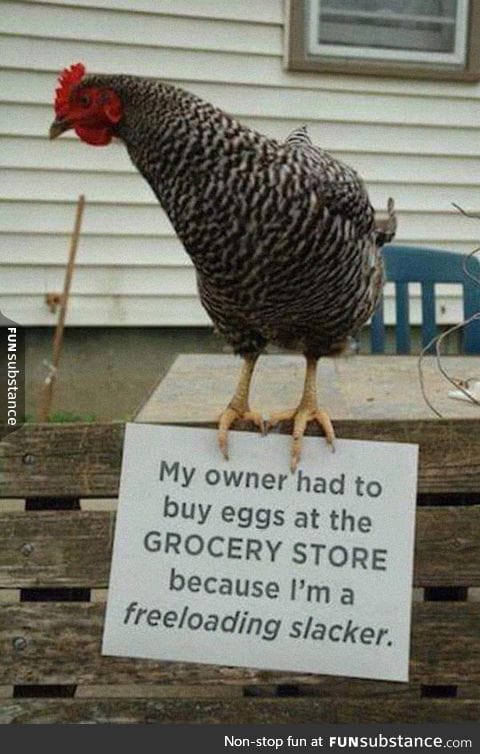 Chicken shaming