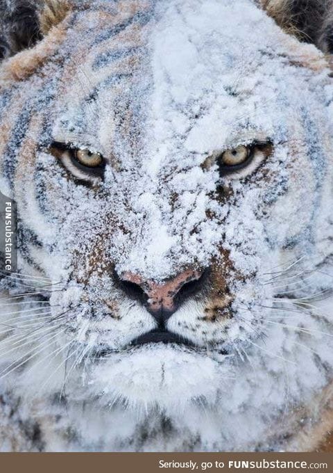 Tiger after a snow fight