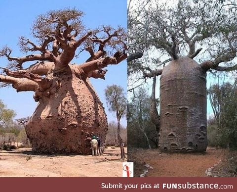 The Baobab Tree can Store up to 32,000 Gallon of water in its Trunk