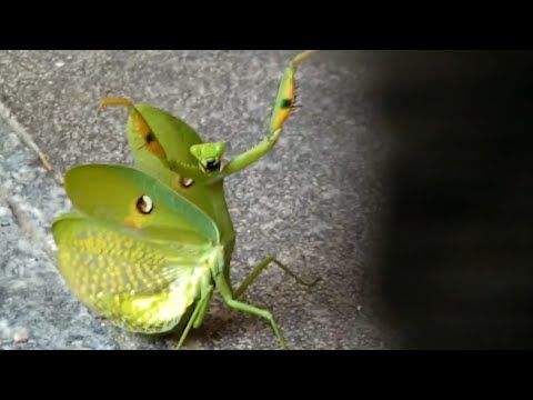 Ozzy Man Hilariously Narrates Cat vs. Praying Mantis Battle