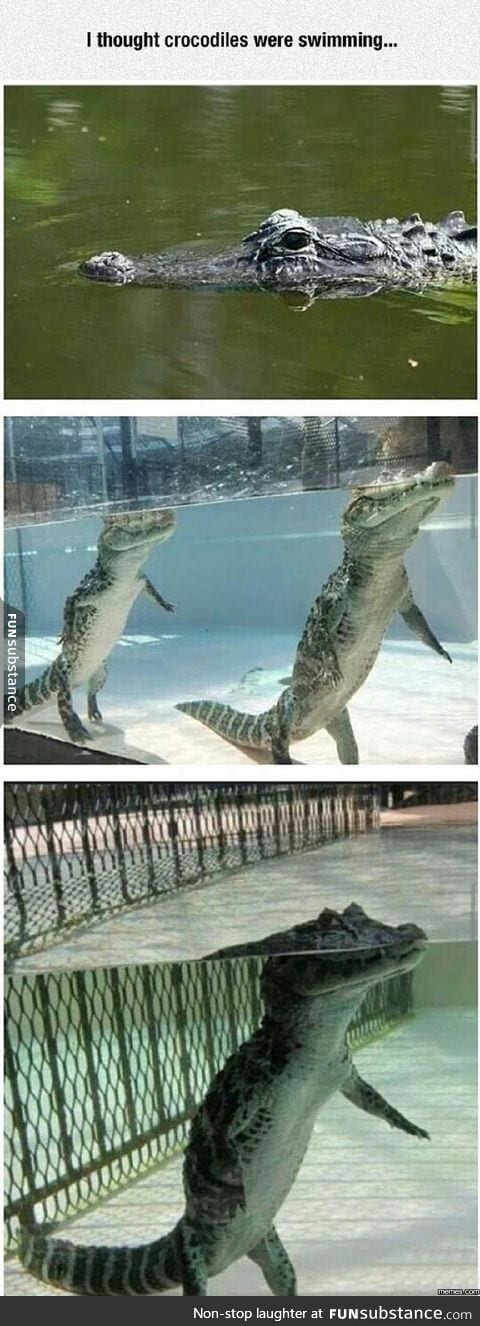 Crocodiles Are Sneaky Bastards