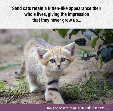 I want a sand cat