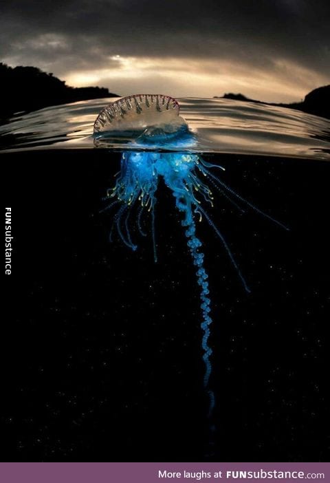 Portuguese Man o War