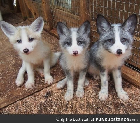 Trio of baby foxes