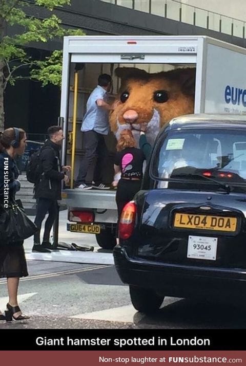 Giant hamster