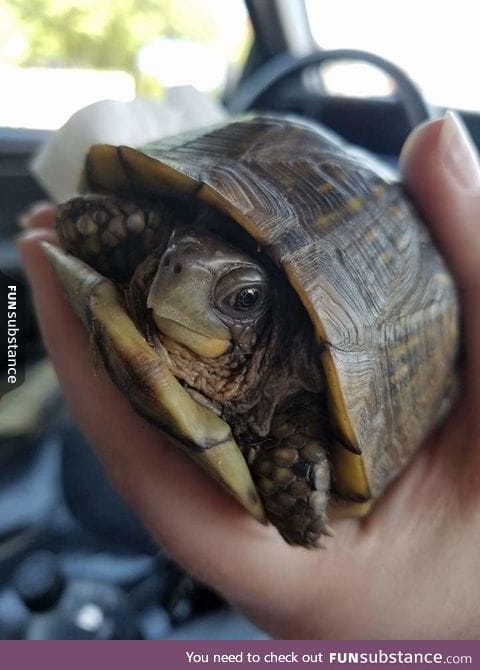 Photogenic turtle