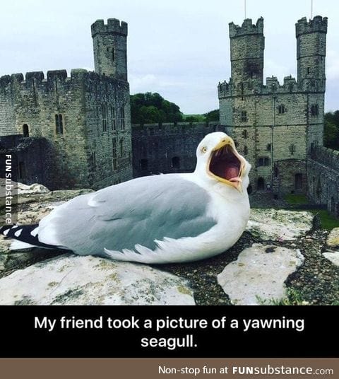 Yawning seagull