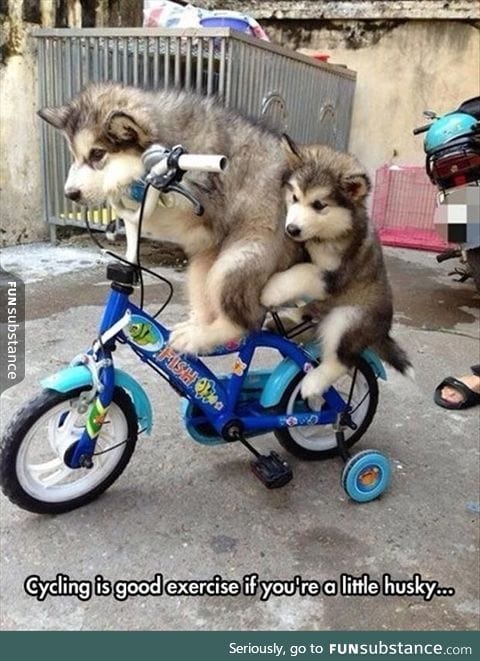 Just two snuggle wuggles on a bike