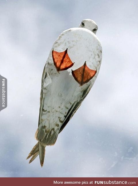 Just a seagull on a glass roof