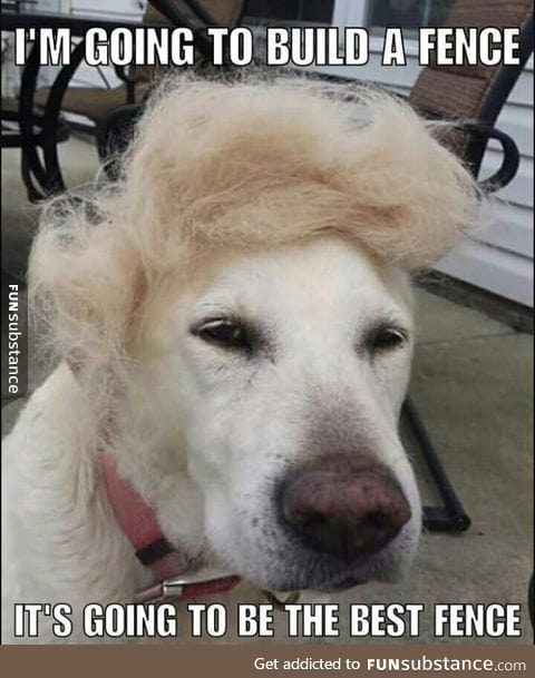 Trump dog has a plan