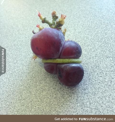 Two grapes tied together by its stem